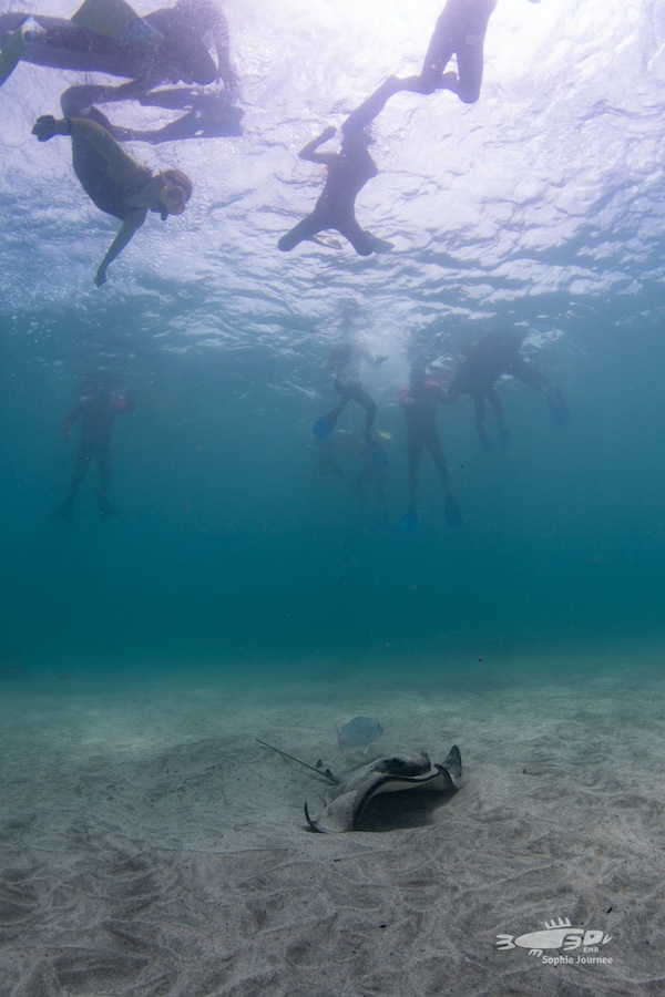 Stingray at Goat Island